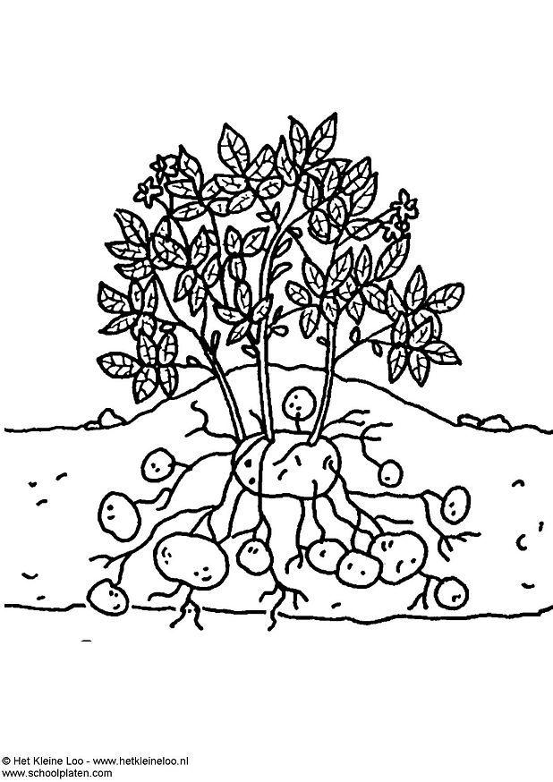 kartoffelpflanze Malvorlage kartoffelpflanze