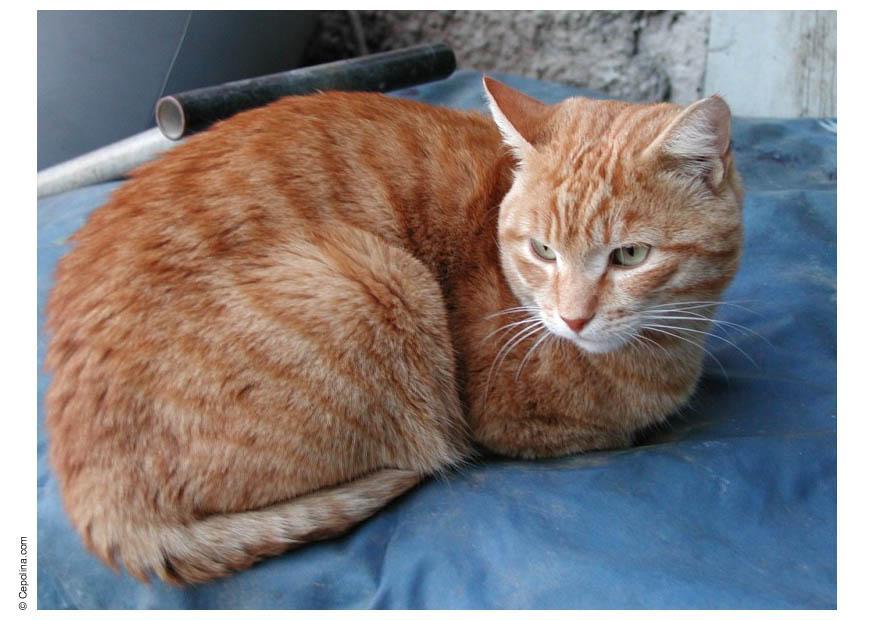 katze Foto katze