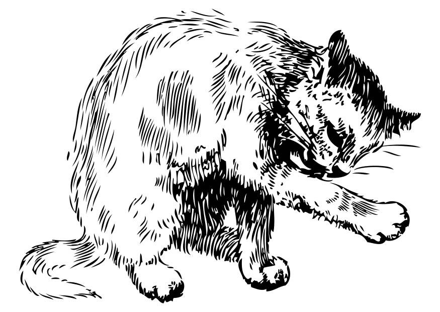 katze Malvorlage katze