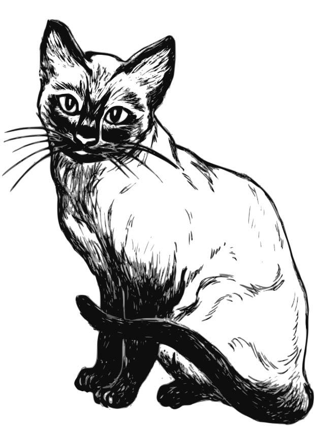 katze Malvorlage katze