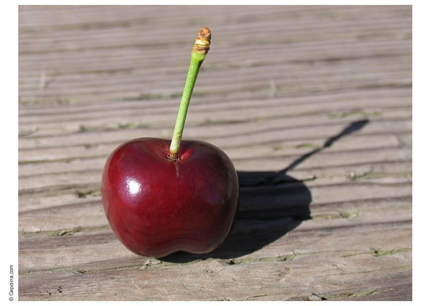 kirsche Foto kirsche