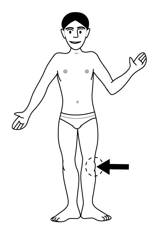 knie Malvorlage knie