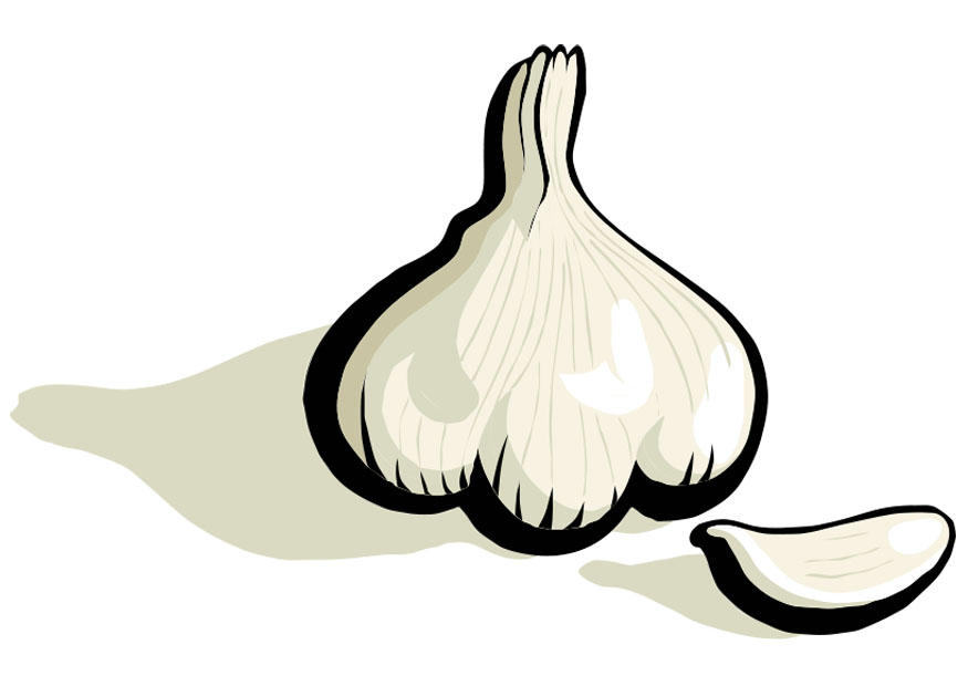 knoblauch Bild knoblauch