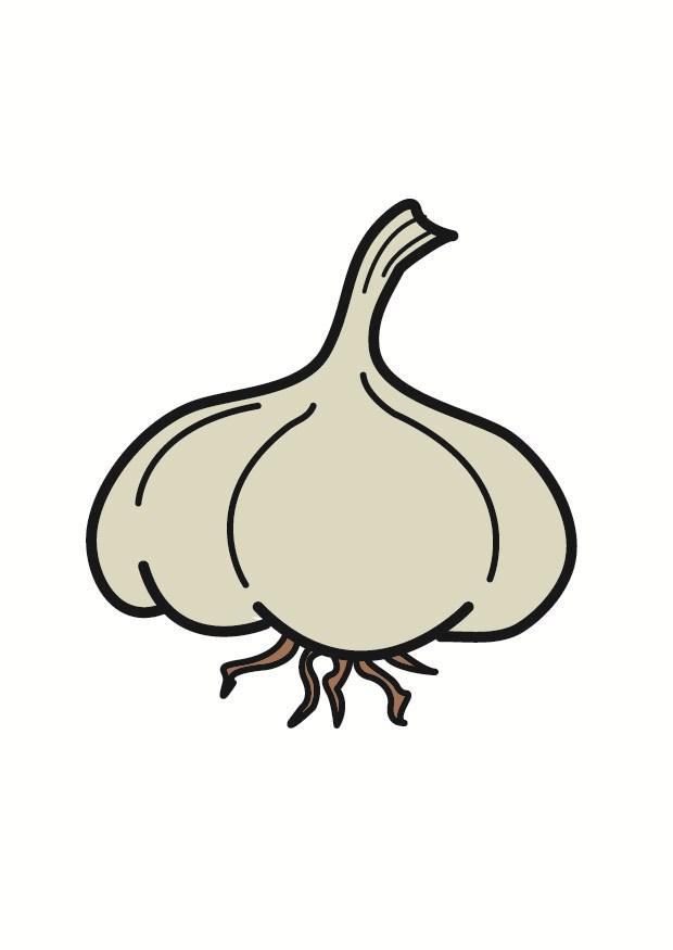knoblauch Bild knoblauch