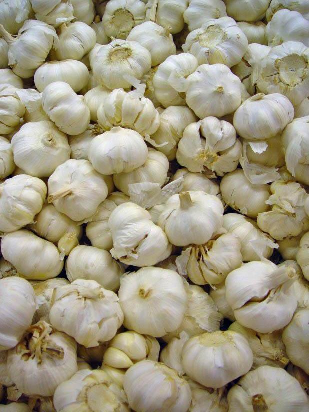knoblauch Foto knoblauch
