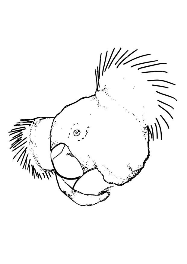 koala Malvorlage koala