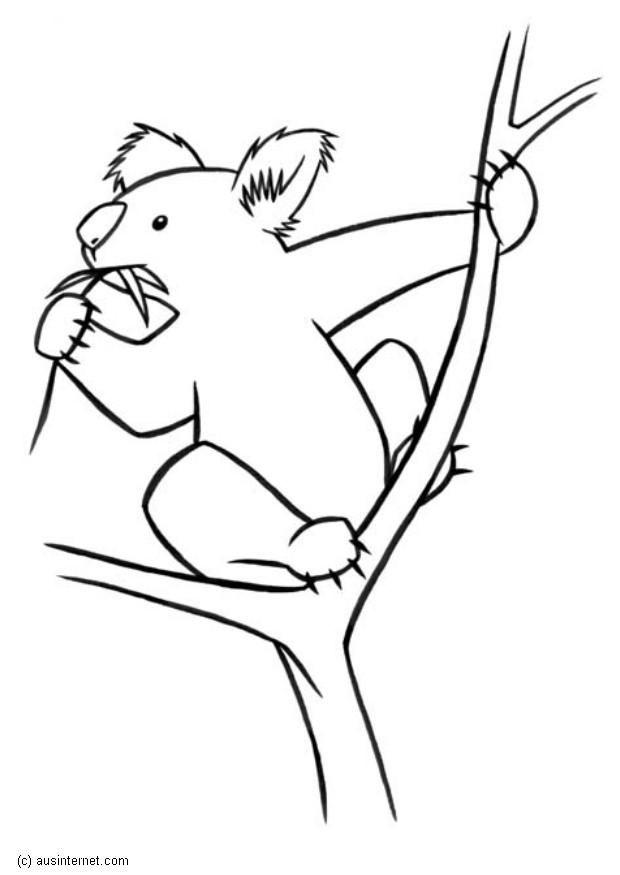 koala Malvorlage koala