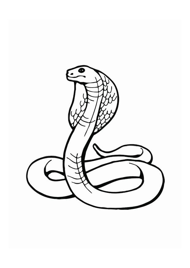 kobra Malvorlage kobra