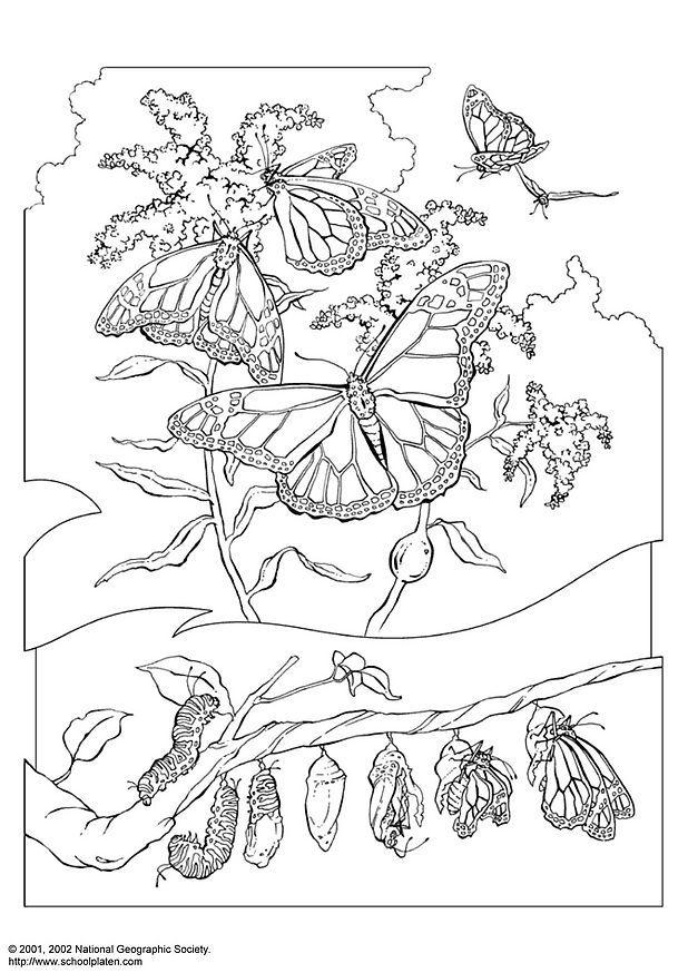 kA¶nigsschmetterling Malvorlage kA¶nigsschmetterling