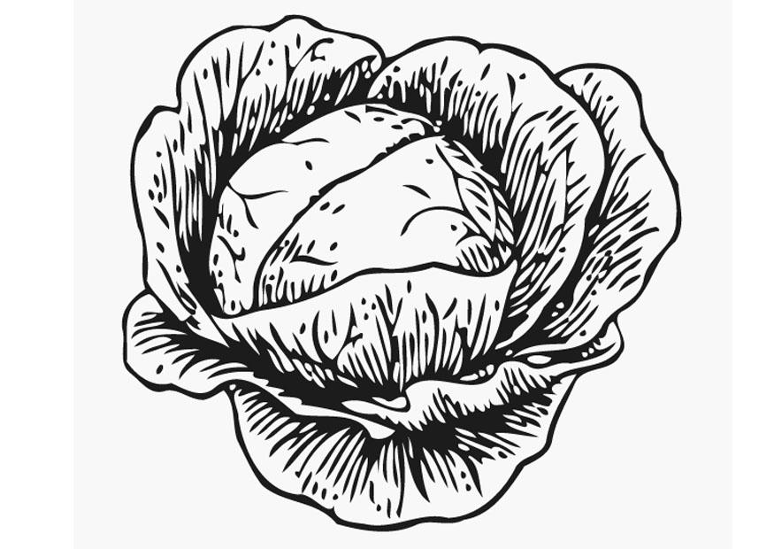 kohl Malvorlage kohl