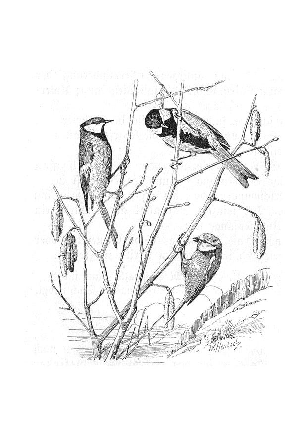 kohlmeise und blaumeise Malvorlage kohlmeise und blaumeise