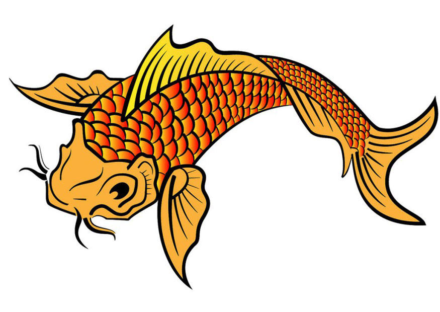 koi Bild koi