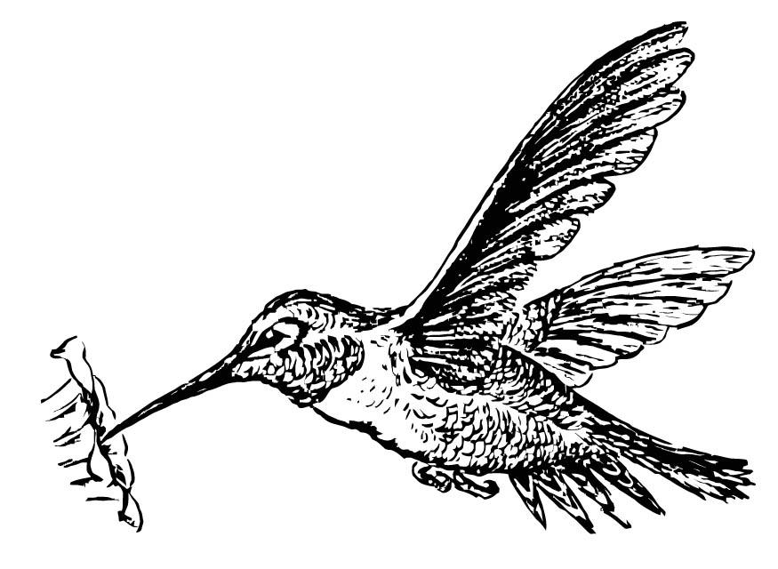 Malvorlage kolibri