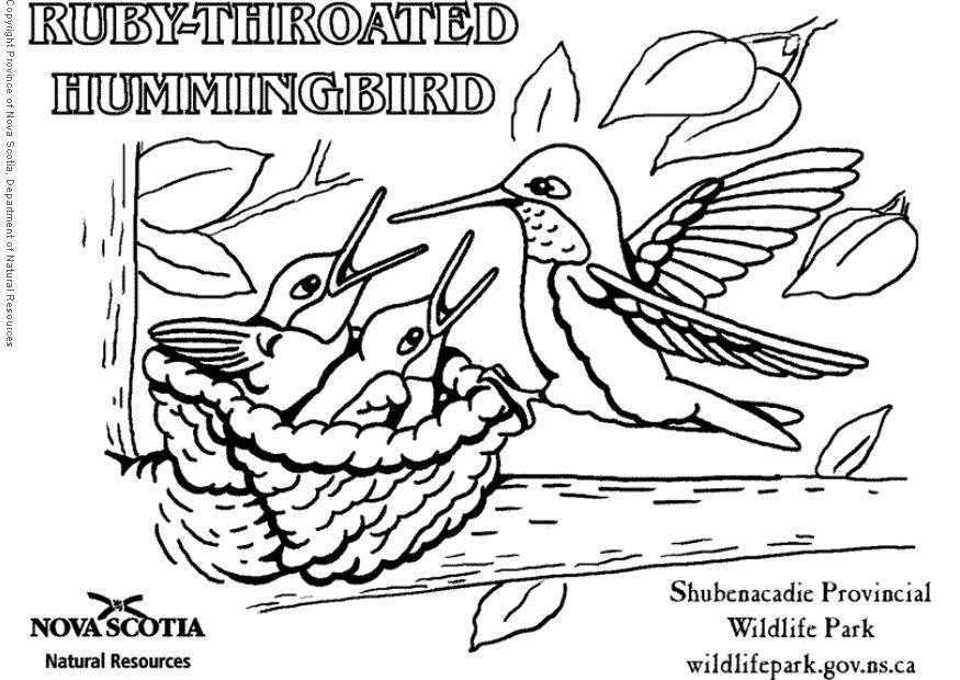 kolibri Malvorlage kolibri