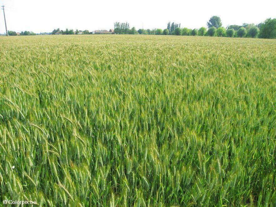 kornfeld Foto kornfeld