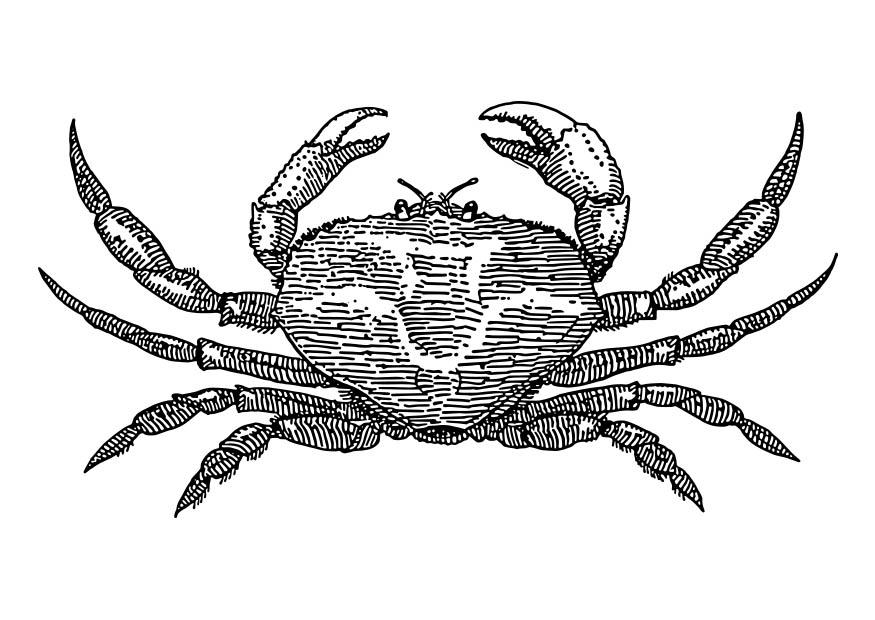krabbe Malvorlage krabbe
