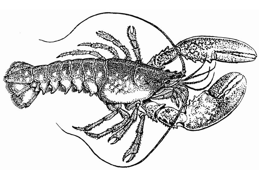 krebs Malvorlage krebs