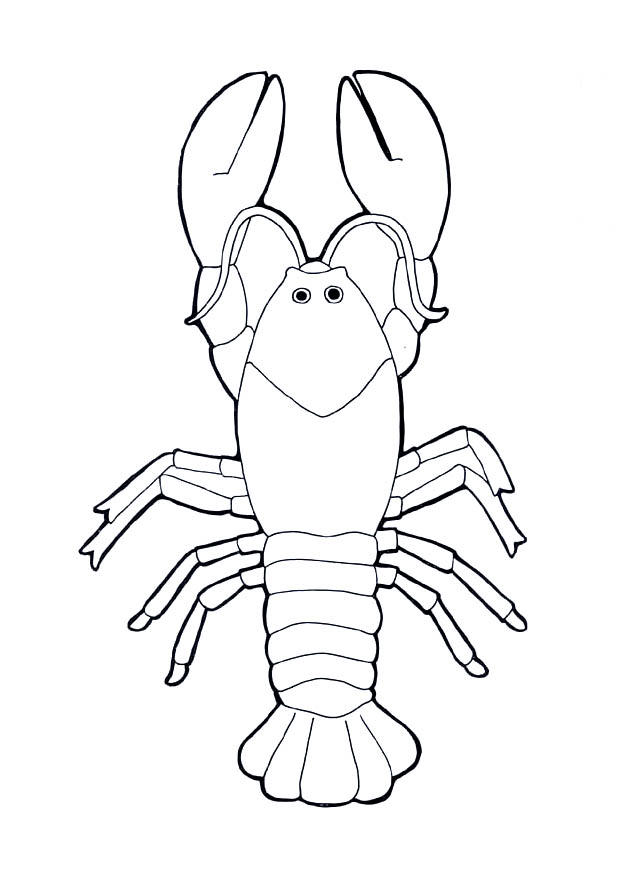 krebs Malvorlage krebs