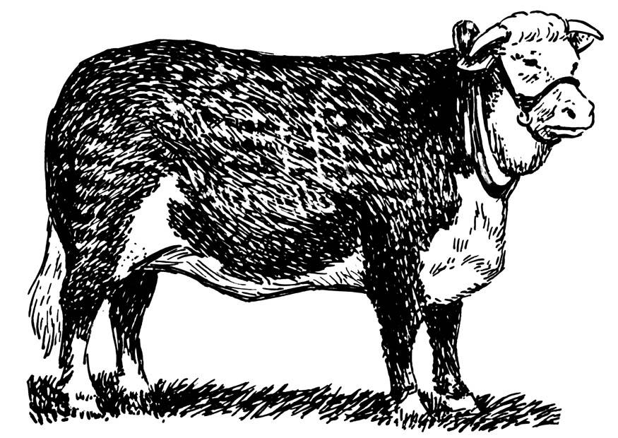 kuh - hereford Malvorlage kuh - hereford