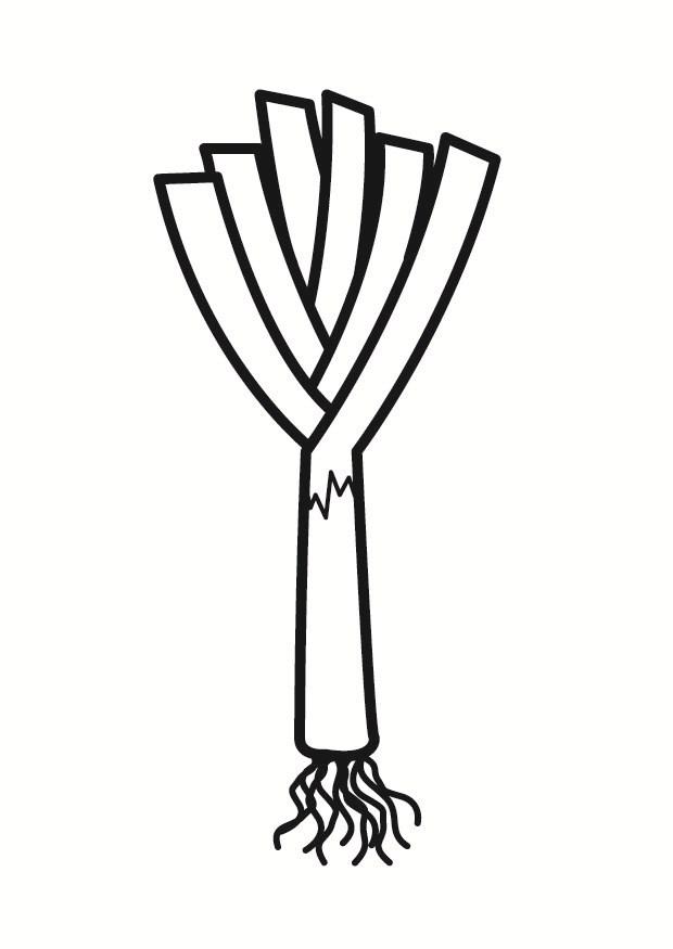lauch Malvorlage lauch