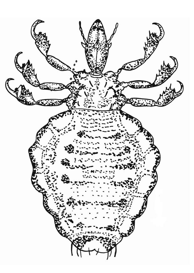 Malvorlage laus