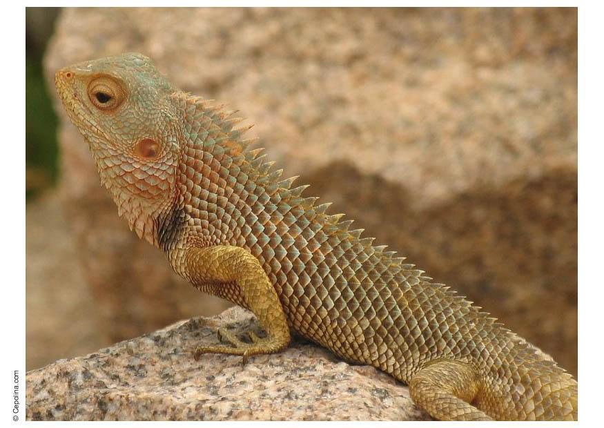 leguane Foto leguane