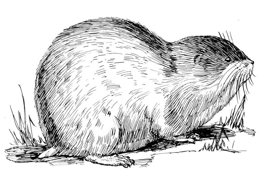 lemming Malvorlage lemming
