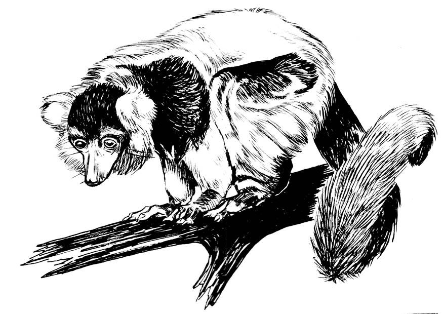 lemur Malvorlage lemur