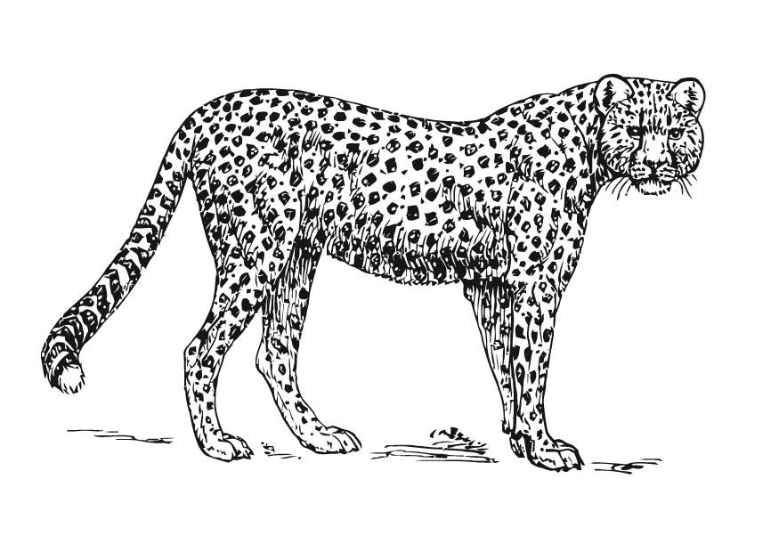 leopard Malvorlage leopard