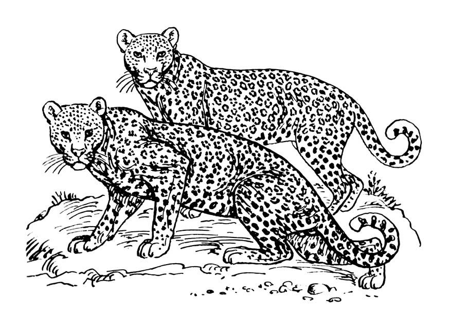 leopard Malvorlage leopard