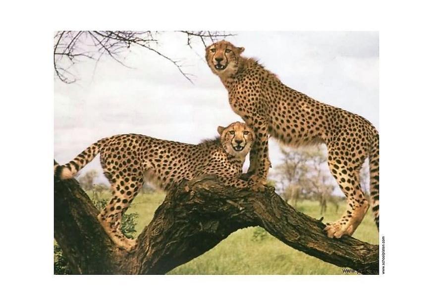 leopard Foto leopard