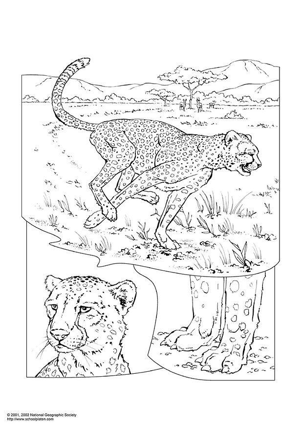 leopard Malvorlage leopard