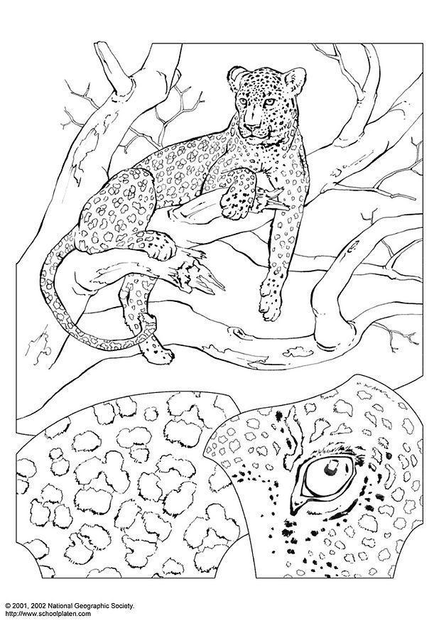 leopard Malvorlage leopard