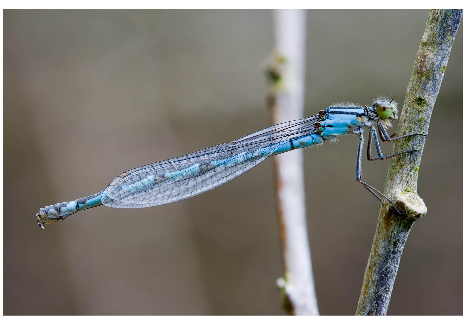 libelle Foto libelle