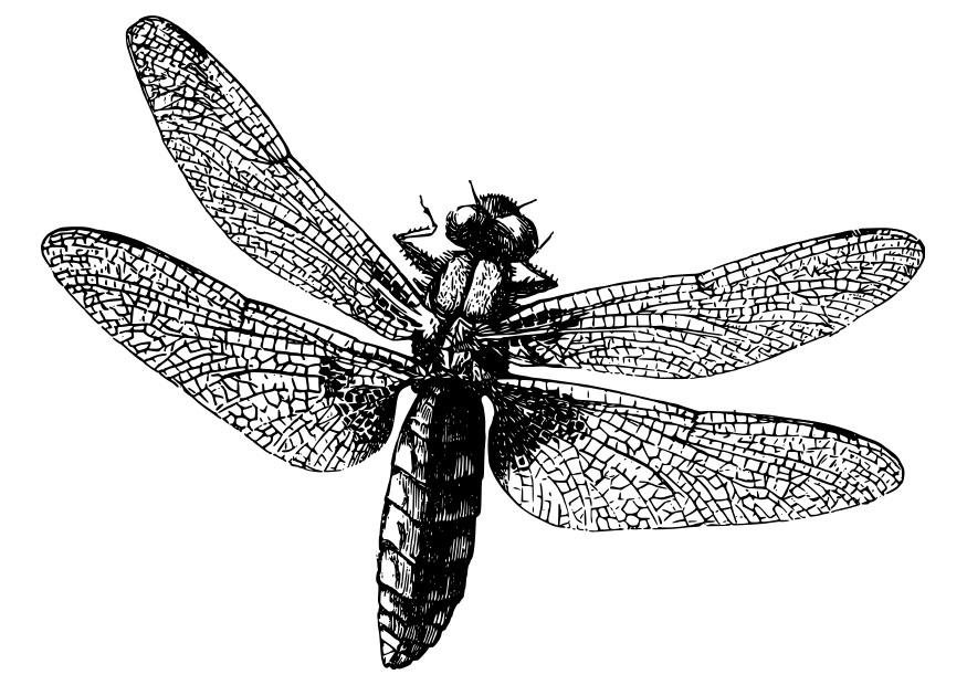 libelle Malvorlage libelle