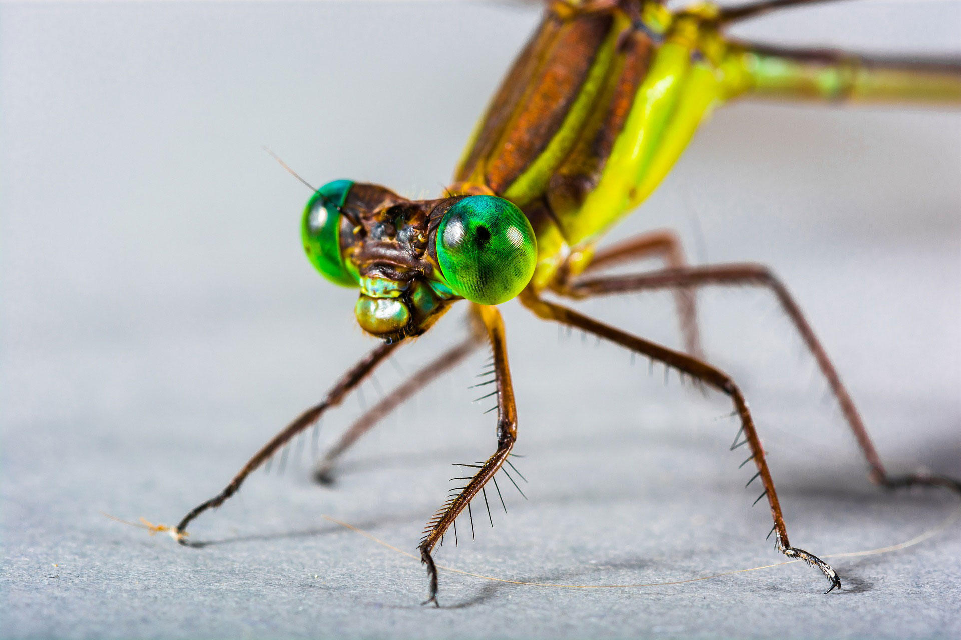 Foto libelle