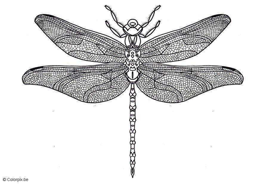 Malvorlage libelle
