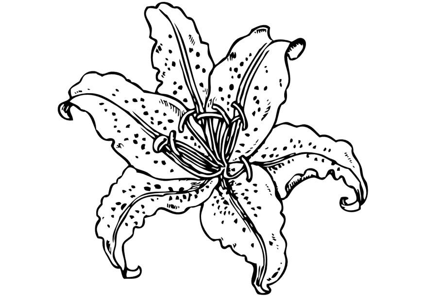 Malvorlage lilie