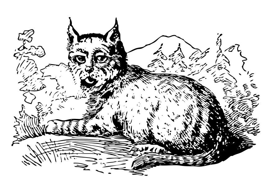 luchs Malvorlage luchs