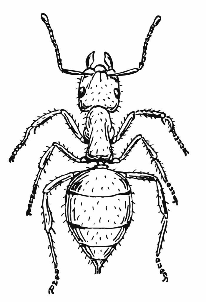 Malvorlage  ameise
