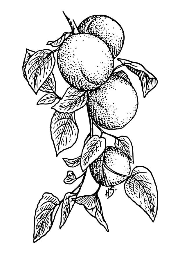 Malvorlage  aprikosen