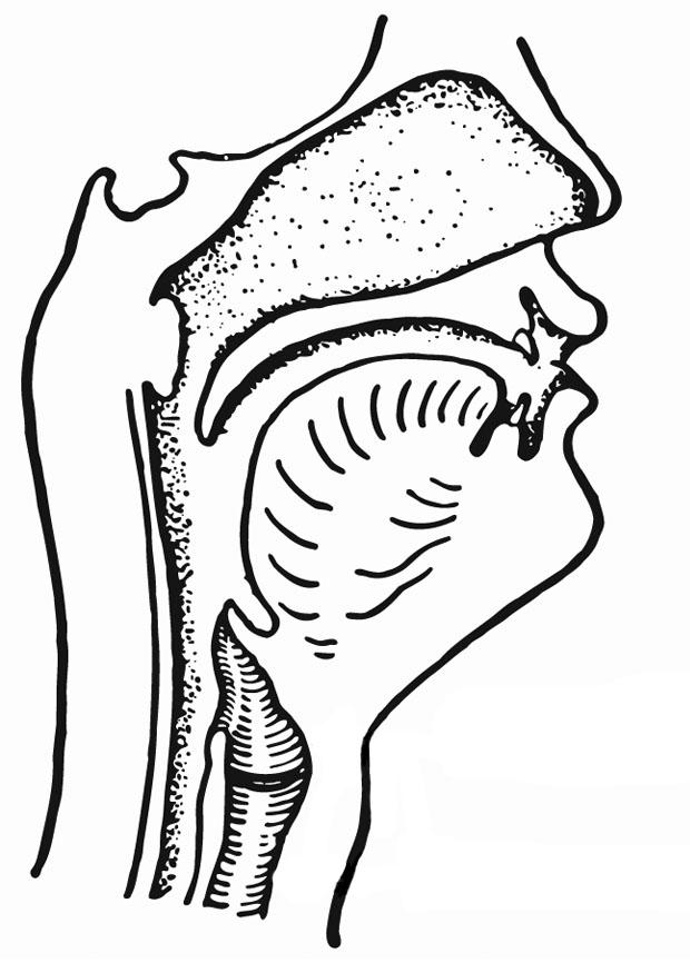 Malvorlage  atmung