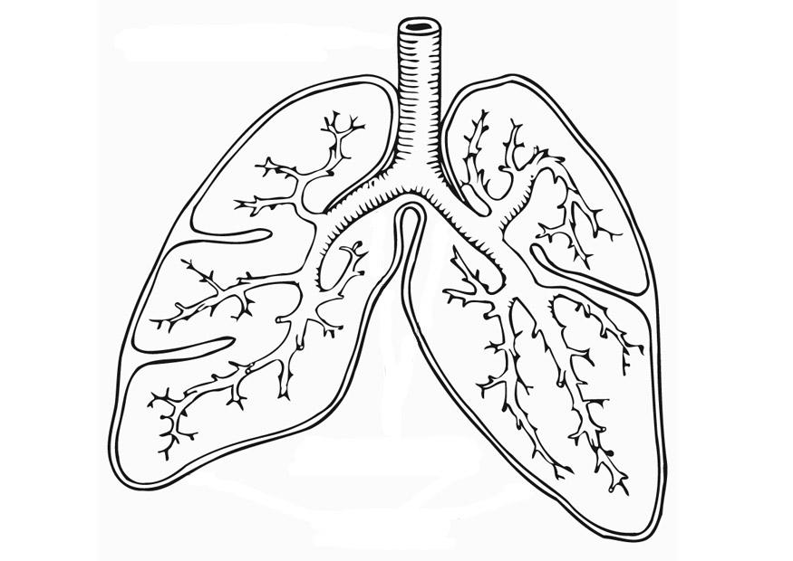 Malvorlage  atmungssystem