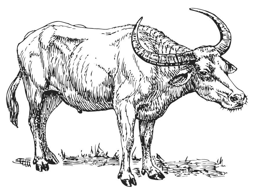 Malvorlage  bA¼ffel