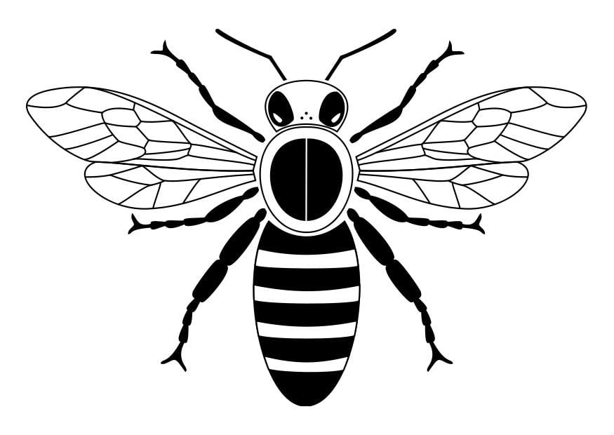 Malvorlage  biene