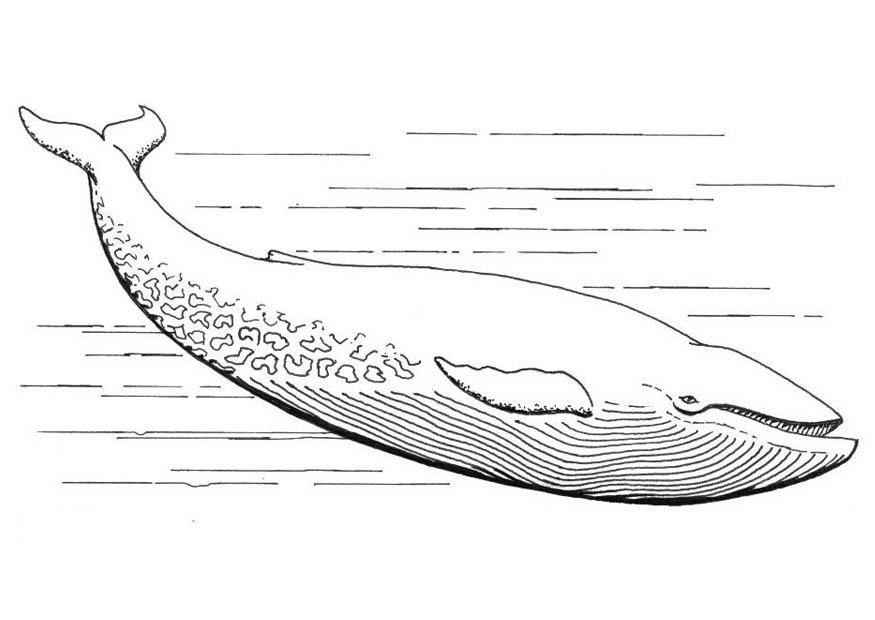 Malvorlage  blauwal