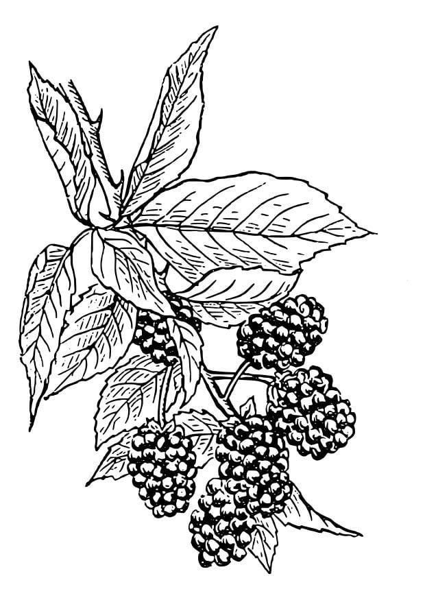 Malvorlage  brombeeren