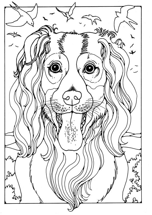 Malvorlage  collie