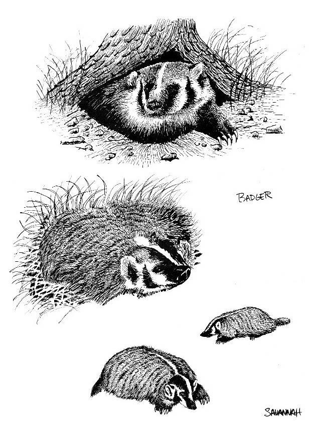 Malvorlage  dachs
