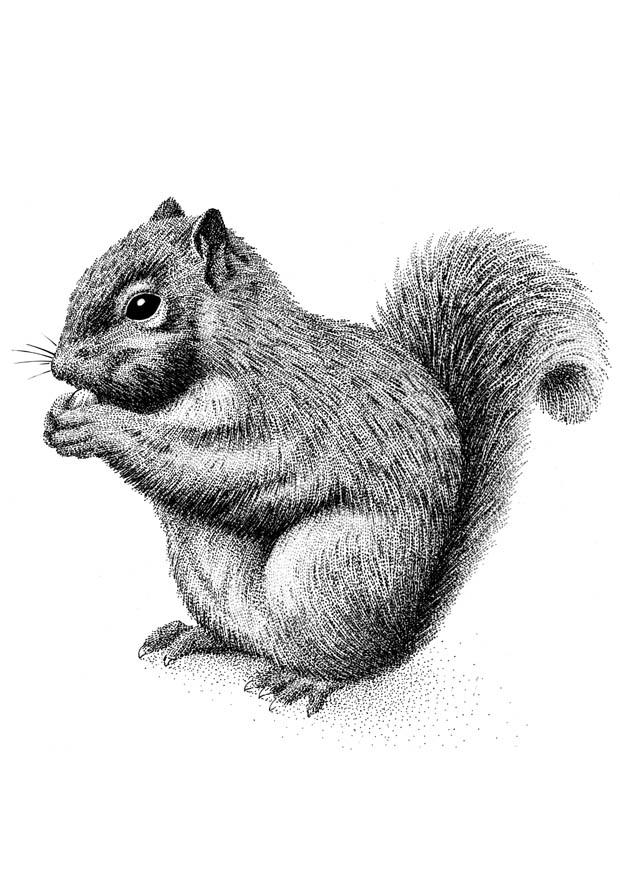 Malvorlage  eichhorn